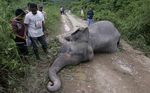 Kasihan, Gajah Aceh ini Mati Diracun Orang