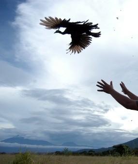 Merak Hijau dari Tangan Pemburu Liar Dikembalikan ke Taman Nasional Baluran 