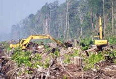 Kemenhut Akan Turun ke Riau Terkait Perambahan Hutan Alam