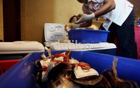 Darah yang sudah dimasukan ke dalam kantong masing-masing sesuai dengan golongannya kemudian dibekukan oleh petugas ke dalam box.