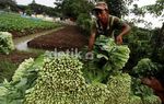 Petani Lokal Berharap Sayur Impor Dibatasi