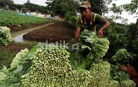 Banyak analis menyatakan impor sayur dan buah mencapai 60 persen dari total yang diperdagangkan. Namun pemerintah menepis dan menyatakan impor sayur dan buah tidak lebih dari 5 persen saja.