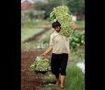 Petani Lokal Berharap Sayur Impor Dibatasi