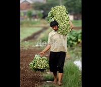 Menurut anggota Dewan Holtikultura Indonesia Benny Kusbini, setiap tahunnya Indonesia mengeluarkan anggaran mencapai Rp 15 triliun untuk mengimpor sayur dan buah. Jumlah itu  mencapai  60 persen dari kebutuhan dalam negeri.