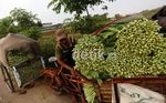 Petani Lokal Berharap Sayur Impor Dibatasi