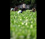 Petani Lokal Berharap Sayur Impor Dibatasi