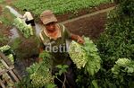 Petani Lokal Berharap Sayur Impor Dibatasi