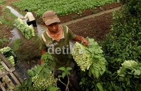 Masuknya produk pertanian dalam daftar perdagangan bebas dianggap menjadi alasan utama petani lokal semakin terdesak.
