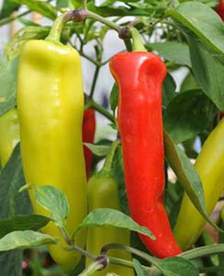 Kulit Cantik dan Sehat Berkat Apel dan Cabai