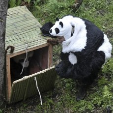 Lucu! Pria-pria Berkostum Panda Pindahkan Bayi Panda ke Hutan