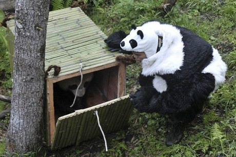 Lucu! Pria-pria Berkostum Panda Pindahkan Bayi Panda ke Hutan