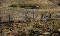 Hewan-hewan minum dari danau yang hampir kering. Sementara rumput hijau sudah hampir hilang. REUTERS/Ricardo Moraes.
