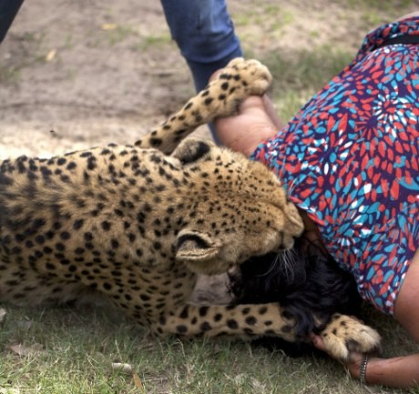 Mengerikan! Wanita Inggris Diserang 2 Harimau di Kebun Binatang Afsel