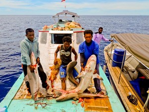 Biadab! Hiu-hiu Raja Ampat Dibantai