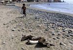 Ribuan Burung Mati Misterius di Pantai Peru