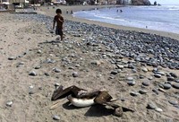 Seekor bangkai burung tergeletak di pantai Peru, Minggu (6/5/2012). Reuters/Mariana Bazo.