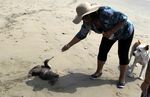 Ribuan Burung Mati Misterius di Pantai Peru