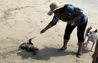 Seorang wisatawan memberikan makanan seekor burung yang tengah sekarat. Reuters/Mariana Bazo.