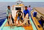 Ilegal Fishing Ancam Kecantikan Raja Ampat