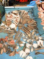 Ilegal Fishing Ancam Kecantikan Raja Ampat