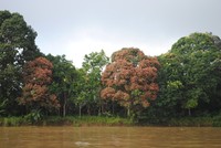 Warna warni tumbuhan di Sungai Mahakam Warna warni tumbuhan di Sungai Mahakam
