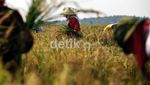 Petani Keluhkan Produksi Padi yang Terus Menurun
