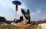 Petani Keluhkan Produksi Padi yang Terus Menurun