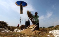 Dalam periode tiga tahun terakhir para petani di kawasan Babelan mengeluhkan turunya hasil panen padi mereka.