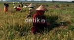 Petani Keluhkan Produksi Padi yang Terus Menurun