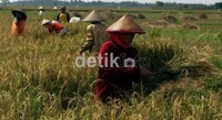 Hama seperti ulat menjadi faktor turunnya hasil panen mereka.