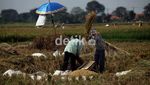 Petani Keluhkan Produksi Padi yang Terus Menurun