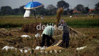 Produksi panen mereka turun dari 5 ton per hektar menjadi 4.5 ton atau sekitar 20 persen.