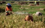 Petani Keluhkan Produksi Padi yang Terus Menurun