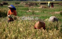 Petani memanen padinya di kawasan Suka Tenang, Babelan.