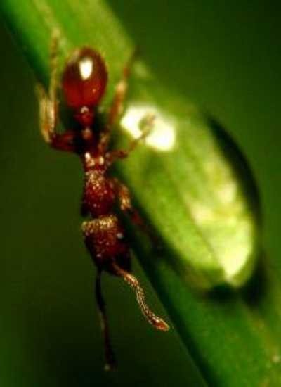 Awas 5 Serangga Ini Paling Sering Hinggap Pada Makanan