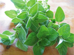 Oregano, Si Mungil yang Wangi Bisa Cegah Kanker Prostat