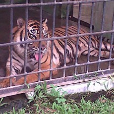 2 Warga Siak Diterkam Harimau Sumatera