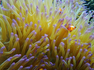 Bertemu Nemo si mungil di Pulau Kelagian Teluk Lampung