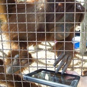 Alamak, Makin Banyak Orangutan yang Keranjingan iPad