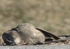 Misterius! 2 Ribu Burung Ditemukan Mati di Pantai Chili