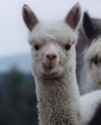 46++ Hewan alpaca release