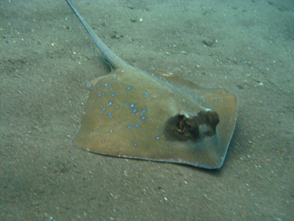 Hati Hati Dengan 7 Hewan Ini Saat Snorkeling Atau Diving