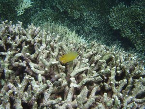 Tak Pernah Bosan Menyelami Togean