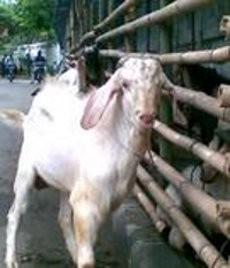 Kisah Aul di Balik Matinya 18 Kambing dengan Perut Terburai