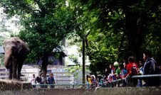 Libur Panjang, Kebun Binatang Ragunan Diserbu Warga