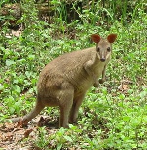 Ssst! Ada Kanguru di Papua