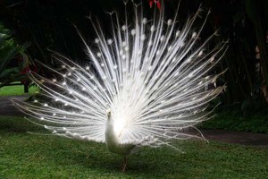Cantiknya Burung Berwarna-warni di Bali Bird Park