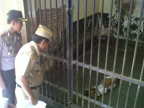 Ikut Penasaran, Bupati & Kapolres Banyumas Cek Pemangsa 19 Kambing