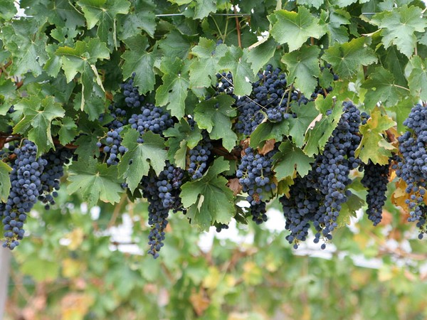 Wisata Kebun Anggur di Bali? Ini Dia Tempatnya