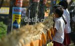 Rangkain Jagung Terpanjang Ada di Purwodadi